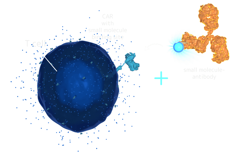 CAR T cell and Small Molecule Antibody